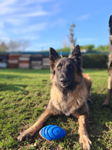 Ballon de rugby pour chien avec couineur Zolia Strong-23aa92df56449cd42e298fb0c4ee5bd1