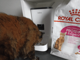 Royal Canin Protein Exigent pour Chat Adulte Difficile-2675be5005c667fc8026630eae1d0939