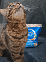 PURINA ONE Chat Stérilisé à la Truite-6b20f4365a61282d6e623d0b506de28e