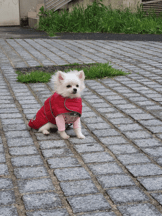 Manteau Orléans rouge pour chien - plusieurs tailles disponibles-6d4fc4f1a4a7192e17a7d392111fffed