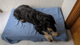 Colchón ortopédico memory foam Romeo Zolia para perros - 2 tamaños disponibles-70dc1e8a1d0d441f337a1824e1626e43