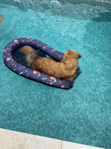 Matelas de piscine pour chien Zolia Bora Bora-82ea96cbd5f988e6242dee2cec16e1bb