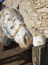 KERBL Friandises Sandwich à la carotte Delizia pour chevaux-efb2b365704a31ae1f4d61dafcf2791d