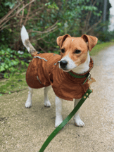 Imperméable CityStyle Dublin pour chien - Rouille-fcf6ea20b19b4c318ecab863d3bc5c91