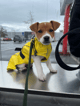 Manteau Imperméable Vimy Jaune pour chien - plusieurs tailles disponibles-12fdc9cccc827cb12529f9b3e266b128