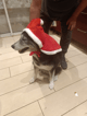 Déguisement pour chien Manteau du Père noël-8bbd2dc6bb331dc833efb18688fcb6c4