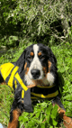 Gilet de sauvetage ou de flottaison pour chiens Jaune/Noir plusieurs tailles disponibles-910d375fdb6f05c929e097336afab073