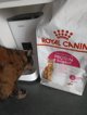 Royal Canin Protein Exigent pour Chat Adulte Difficile-e718a90a93c32906fbdaa1f1cf0dce86