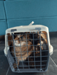 Cage de transport pour chat et petit chien Zolia Odyssée - 2 tailles disponibles-fab1f0894e39e5884b05f2b3b1e40f17